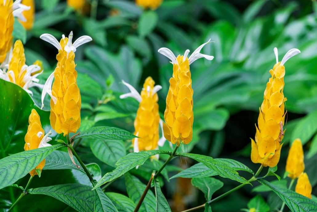 Golden Shrimp Plant
