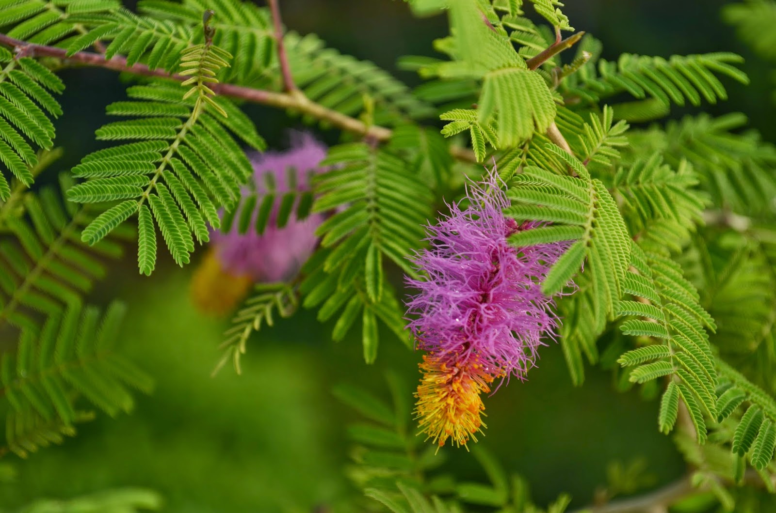 Shami tree
