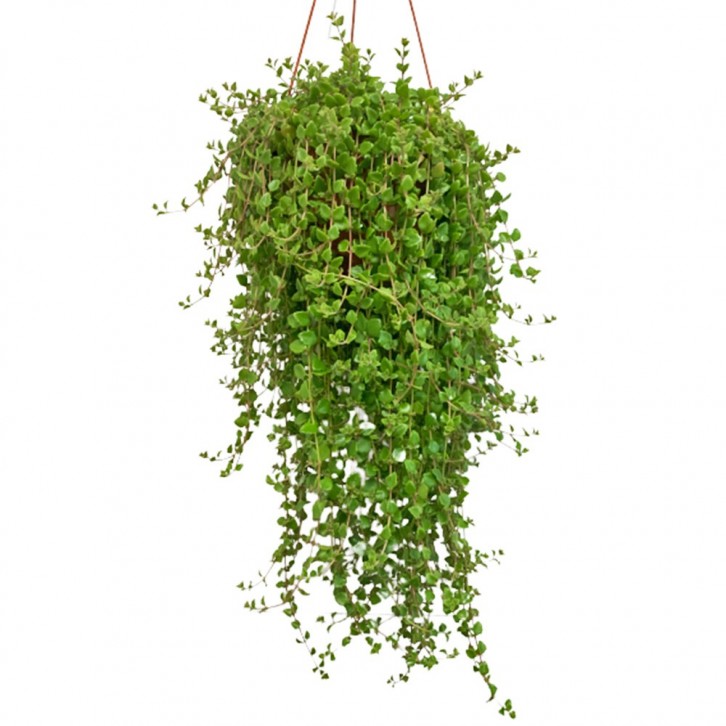 Tangled heart plant