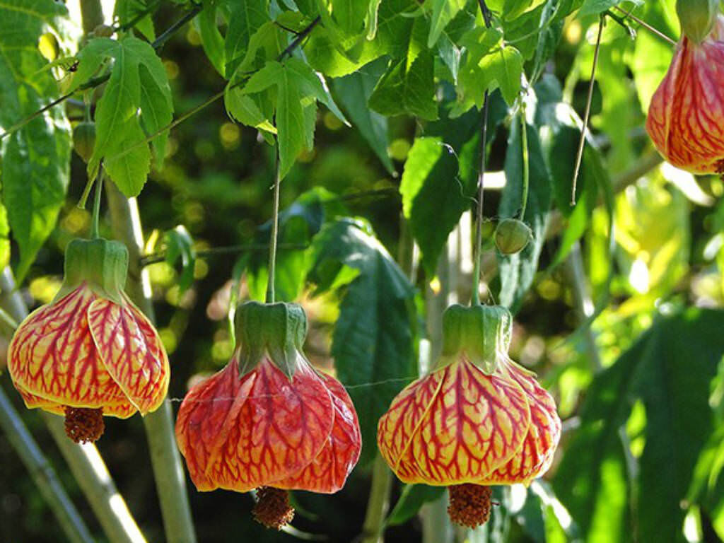 Red Vein Flowering Maple