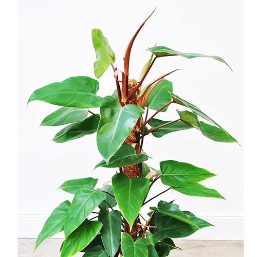 Philodendron red emerald