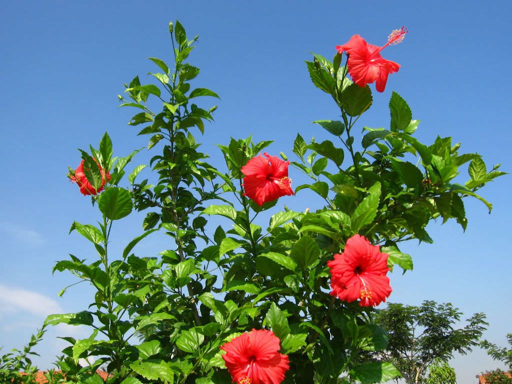 Hibiscus