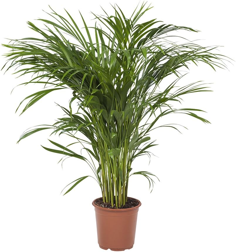 Areca Palm